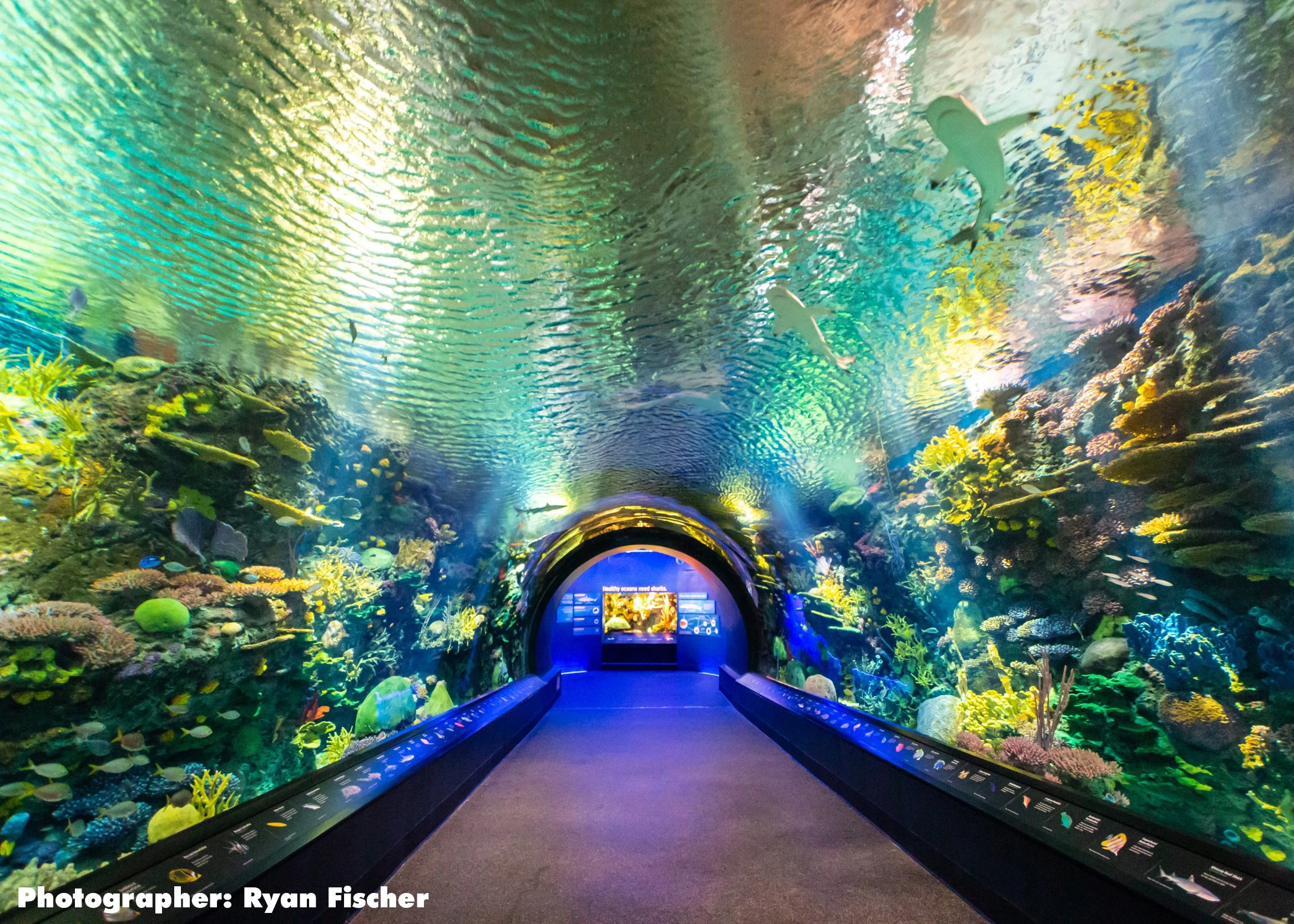 Ocean Wonders arched aquarium